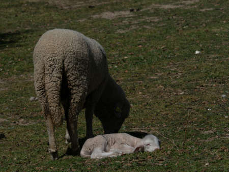 Sheep grazing, in a meadow of the mount