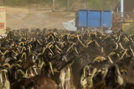 Goat cattle farm. Autonomous goats in a Spanish farm.