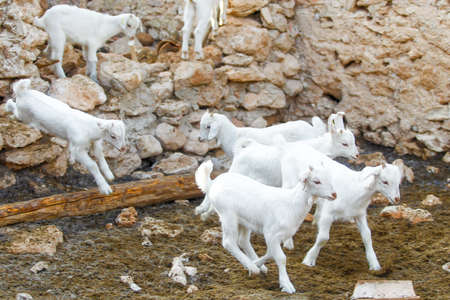 Breeding goats in a farm. Livestock exploitation in Spain.の写真素材