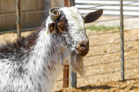 Breeding goats in a farm. Livestock exploitation in Spain.の写真素材