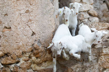 Breeding goats in a farm. Livestock exploitation in Spain.