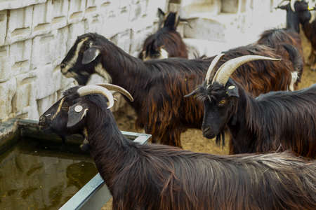 Goat cattle farm. Autonomous goats in a Spanish farm.の写真素材