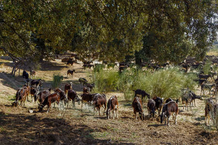 Goat cattle farm. Autonomous goats in a Spanish farm.