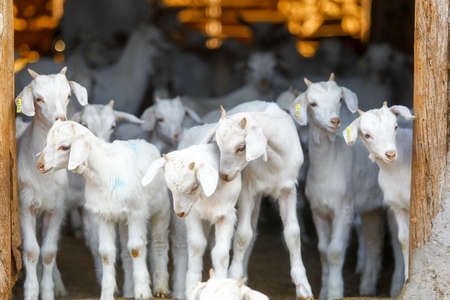 Breeding goats in a farm. Livestock exploitation in Spain.の写真素材