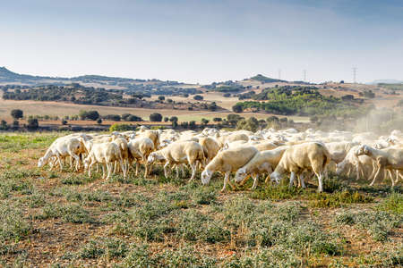 Breeding of sheep in a farm. Livestock exploitation in Spain.の写真素材