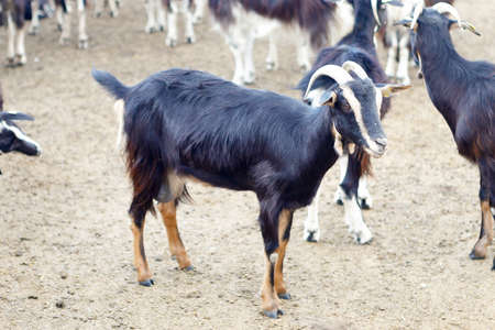 Goat cattle farm. Autonomous goats in a Spanish farm.