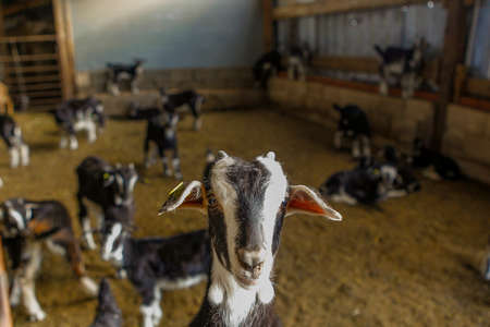 Goat cattle farm. Autonomous goats in a Spanish farm.