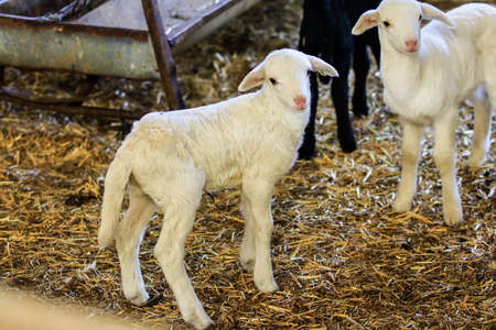 Breeding of sheep in a farm. Livestock exploitation in Spain.