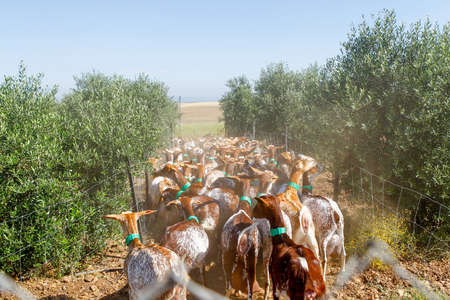 Breeding goats in a farm. Livestock exploitation in Spain.
