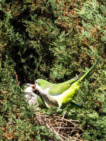 Cotorra Argentina, Cotorra Monje or Cotorra Verdigris, bird belonging to the parrot family introduced in much of Europe as a companion animal.の写真素材