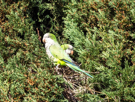 Cotorra Argentina, Cotorra Monje or Cotorra Verdigris, bird belonging to the parrot family introduced in much of Europe as a companion animal.の写真素材