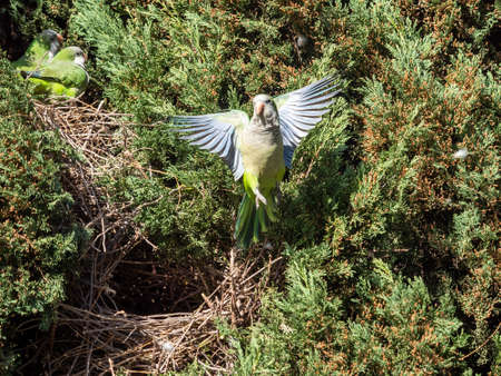 Cotorra Argentina, Cotorra Monje or Cotorra Verdigris, bird belonging to the parrot family introduced in much of Europe as a companion animal.の写真素材