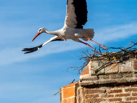 A stork builds a nest on top of a wall.の写真素材