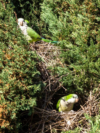 Cotorra Argentina, Cotorra Monje or Cotorra Verdigris, bird belonging to the parrot family...
