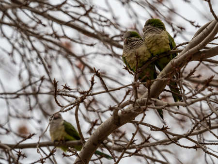 Cotorra Argentina, Cotorra Monje or Cotorra Verdigris, bird belonging to the parrot family...