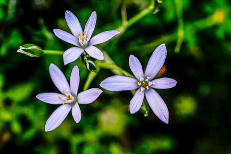 Geranium maculatum, is a wild flower, it is a perennial plant of white and purple color.の写真素材