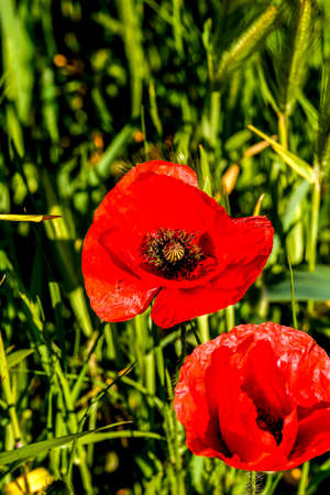 Field of poppies, in spring. Wild flowers of intense red color.の写真素材