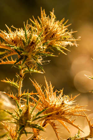 Dry thistle, in a field at the end of summer, in Castilla La Mancha, Spain.の写真素材