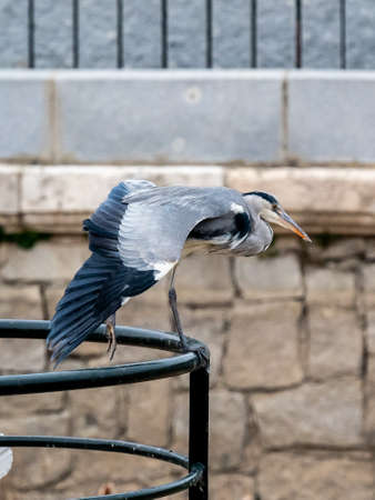 Gray heron or airon, is a large bird, neck and long legs and gray plumage. Inhabits all types of wet or freshwater wetlands in temperate regions.の写真素材