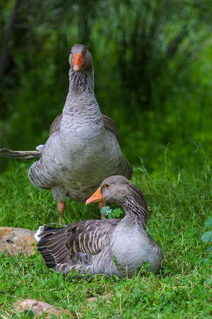 A herd of geese feeding on a farmの写真素材