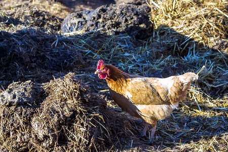 Laying hen, looking for food on a farm.の写真素材