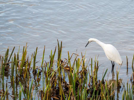 Great egret, medium sized heron, slender silhouette and very white plumage.の写真素材