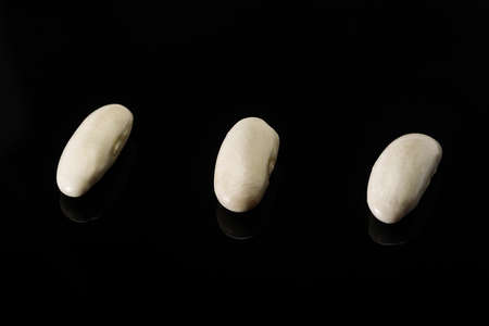 White beans of the Faba de Lourenza variety, its cultivation area is in Galicia, in northern Spain.の写真素材