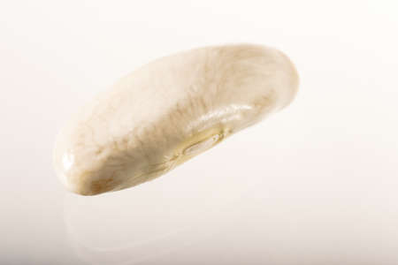 White beans of the Faba de Lourenza variety, its cultivation area is in Galicia, in northern Spain.