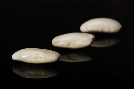White beans of the Faba de Lourenza variety, its cultivation area is in Galicia, in northern Spain.の写真素材