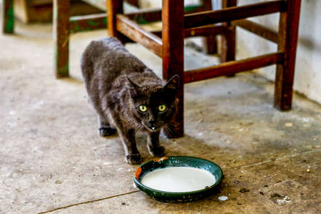 Stray cat walkingの写真素材