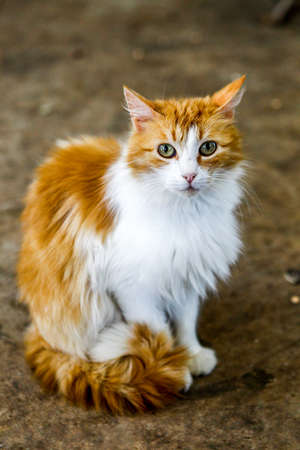 Stray cat walkingの写真素材