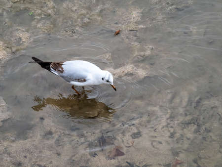The Seagull belongs to a group of medium to large aquatic birds. Generally of gray or white plumage and with black marks on the wings and usually on the head, with the long and stout beak and webbed feet.の写真素材
