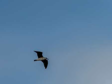 The Seagull belongs to a group of medium to large aquatic birds. Generally of gray or white plumage...