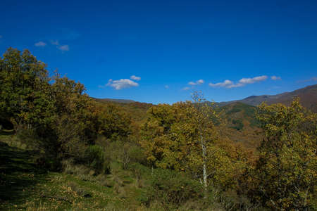 Natural park of Hayedo de Montejo. Beech forest, located on the slopes of the Ayllon mountain range,...