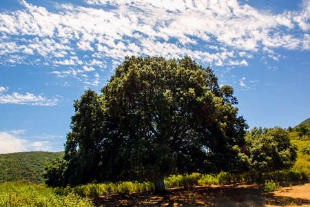 Centennial oak in the mountains of Toledo. Cabaneros Nautical Park, Castilla La Mancha, Spain