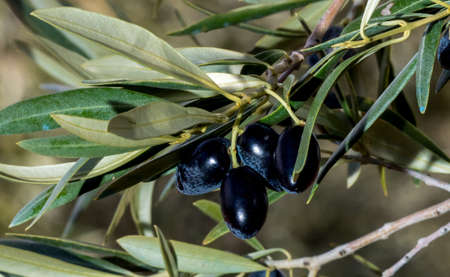 Olive picking, cornicabra variety in the Montes de Toledo, Spainの写真素材