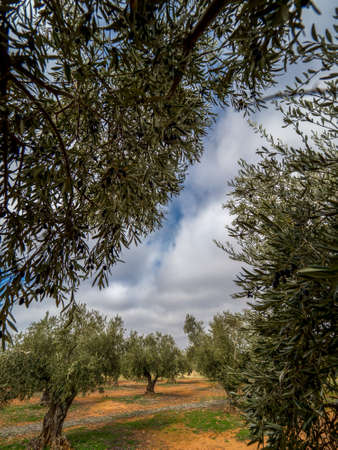 Olive picking, cornicabra variety in the Montes de Toledo, Spainの写真素材