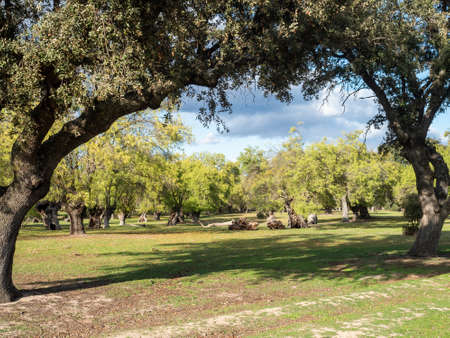 Autumn landscape in Boadilla del Monte, Madrid, Spain.の写真素材