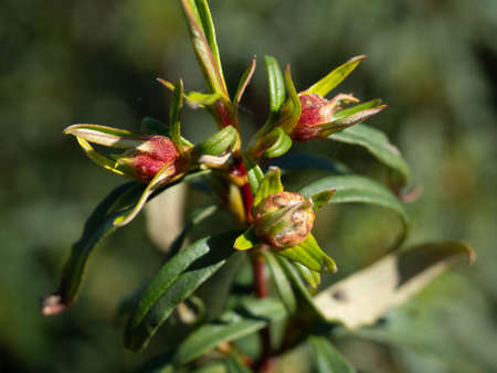 Flor de Jara, a woody shrub with an intense odor characteristic of the Mediterranean forest.