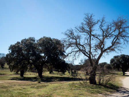 Countryside landscape in Boadilla del Monte, Madrid, Spain.の写真素材