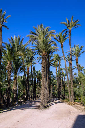 Palm grove of Eche, Alicante, Spain