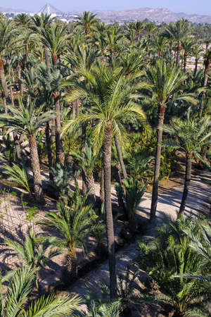 Palm grove of Eche, Alicante, Spainの写真素材