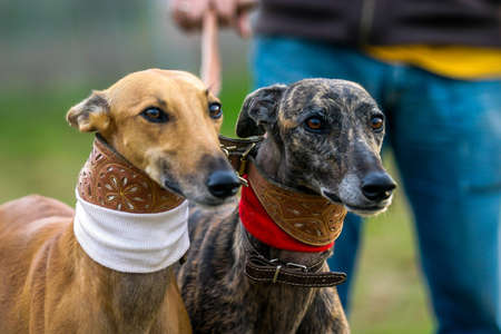Greyhound dogs, domestic animal. Race that is characterized by its fast career, is used for the sport of the hare hunt.の写真素材
