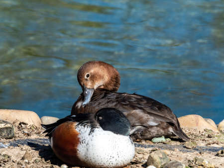 Ducks in the pond of the path of Fresneda, in Boadilla del Monte, Madrid, Spain.の写真素材