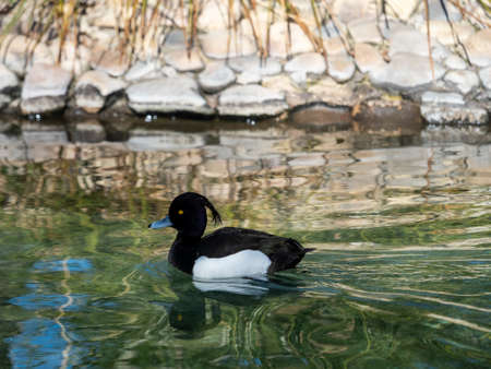 Ducks in the pond of the path of Fresneda, in Boadilla del Monte, Madrid, Spain.