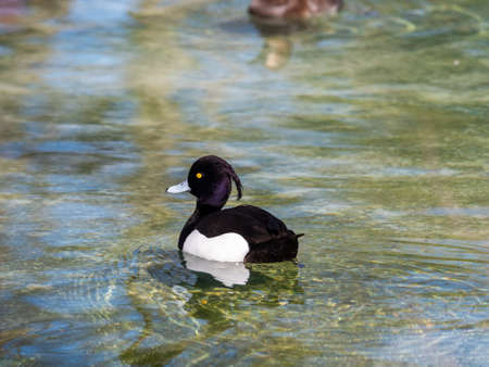 Ducks in the pond of the path of Fresneda, in Boadilla del Monte, Madrid, Spain.の写真素材