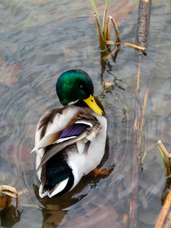 Anade real, also known as Azulon, is a very common duck species in the northern hemisphere.の写真素材