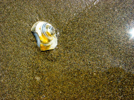 Shell submerged on the shore of the beach, in Marbella, Andalucia, Spain.