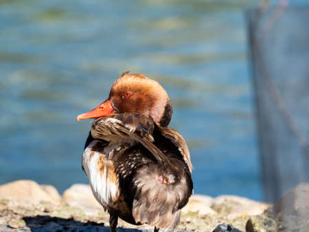 Ducks in the pond of the path of Fresneda, in Boadilla del Monte, Madrid, Spain.の写真素材