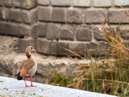 Nile goose or Egyptian goose, is a species of anseriform bird of the family of the anÃ¡tidos native of Africa, the only one of its kind currently not extinguished.の写真素材